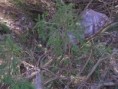 /album/fotogaleria-smeti/p4210029-jpg/
